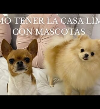 Cómo mantener limpia la casa de tu reptil en climas cálidos