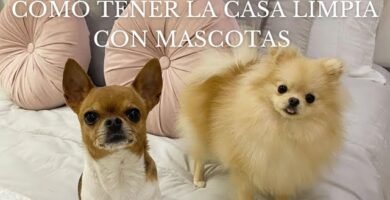 Cómo mantener limpia la casa de tu reptil en climas cálidos