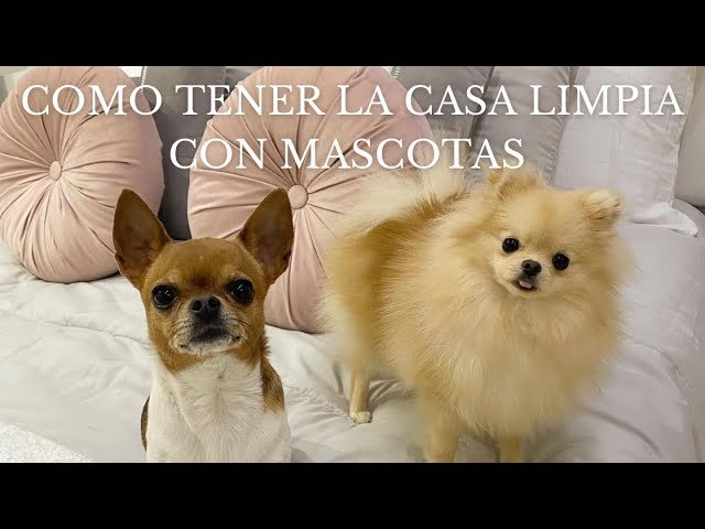 Cómo mantener limpia la casa de tu reptil en climas cálidos