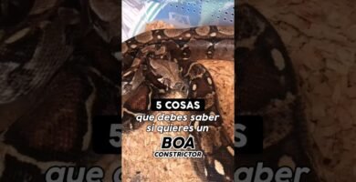 Comportamientos de defensa más comunes en reptiles mascota - consejos de expertos