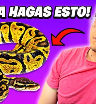 Comportamientos de defensa más comunes en reptiles mascota desde casa