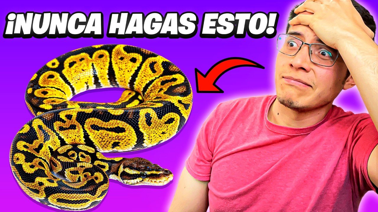 Comportamientos de defensa más comunes en reptiles mascota desde casa