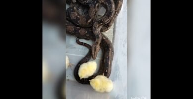 Comportamientos de defensa más comunes en reptiles mascota en climas cálidos