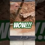 Comportamientos de defensa más comunes en reptiles mascota en terrarios grandes