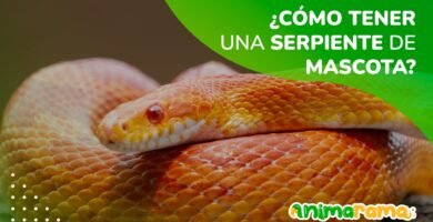Comportamientos de defensa más comunes en reptiles mascota explicado por veterinarios