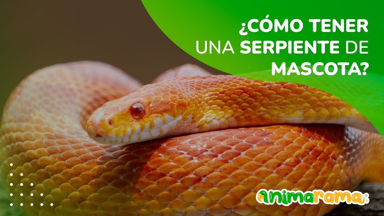 Comportamientos de defensa más comunes en reptiles mascota explicado por veterinarios