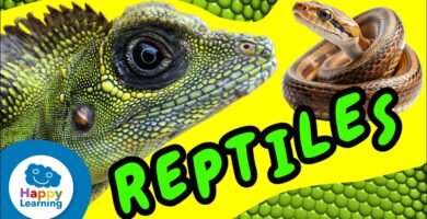 Comportamientos de defensa más comunes en reptiles mascota para niños