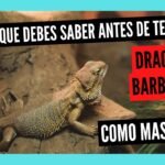 Comportamientos de defensa más comunes en reptiles mascota por edad
