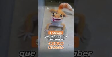 Comportamientos de defensa más comunes en reptiles mascota según su especie