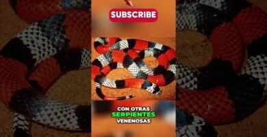 Comportamientos de defensa más comunes en reptiles mascota y su adaptación