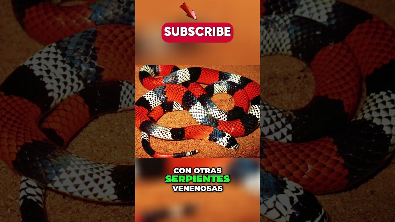Comportamientos de defensa más comunes en reptiles mascota y su adaptación