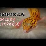 Consejos para mantener la temperatura ideal del terrario para geckos