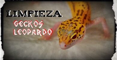 Consejos para mantener la temperatura ideal del terrario para geckos
