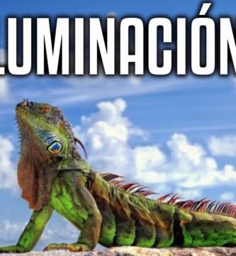 Consejos para mantener la temperatura ideal del terrario para iguanas