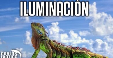 Consejos para mantener la temperatura ideal del terrario para iguanas