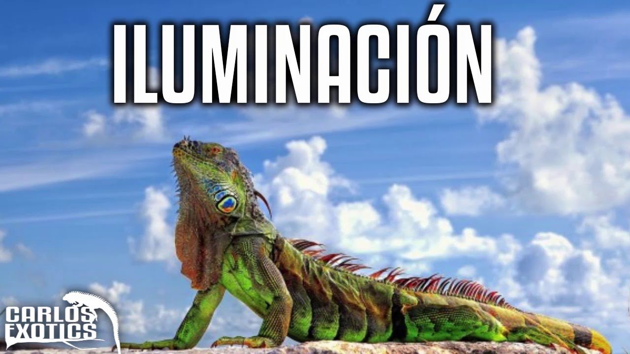 Consejos para mantener la temperatura ideal del terrario para iguanas