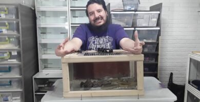 Consejos para mantener la temperatura ideal del terrario sin cometer errores