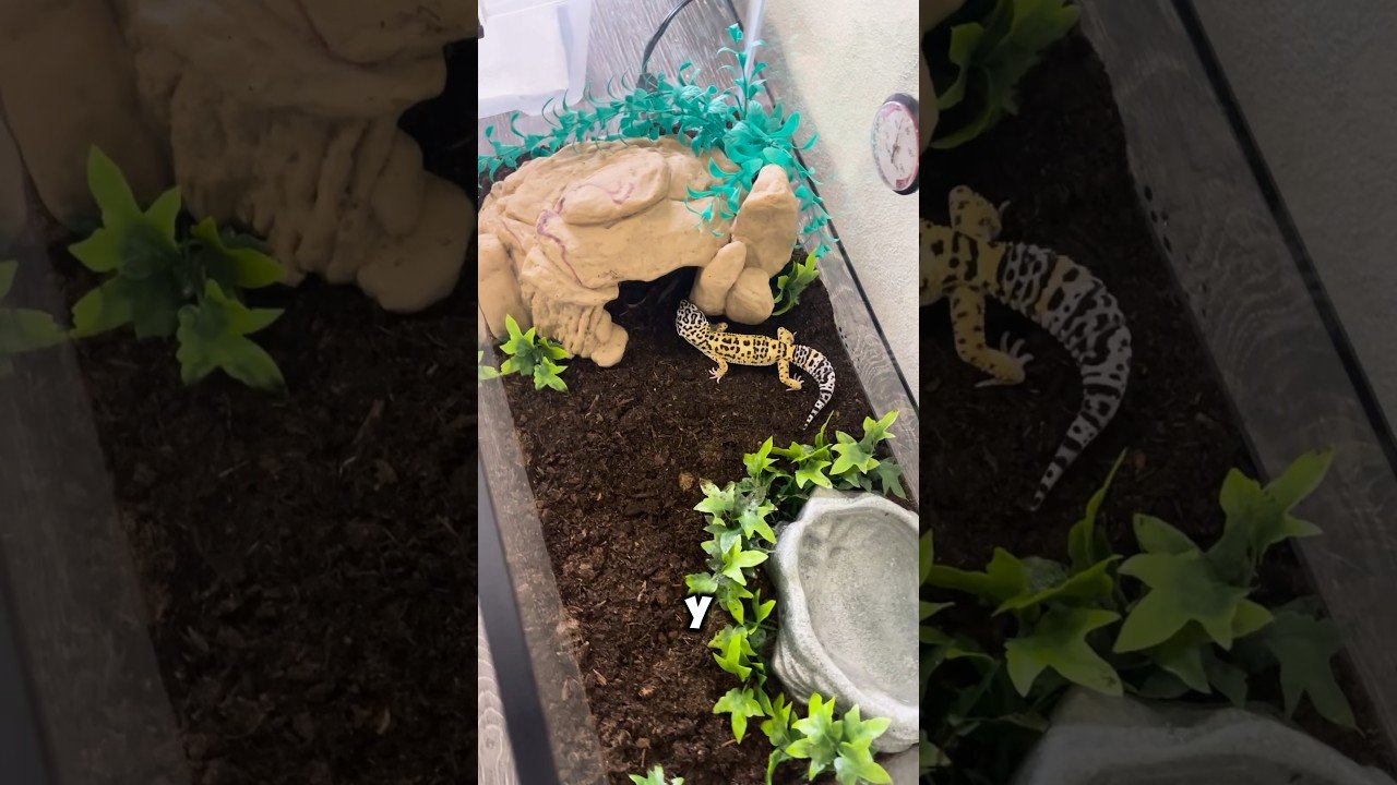 Decoraciones seguras para el hogar de tu reptil adaptado a reptiles grandes