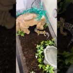 Decoraciones seguras para el hogar de tu reptil para geckos