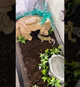 Decoraciones seguras para el hogar de tu reptil para geckos