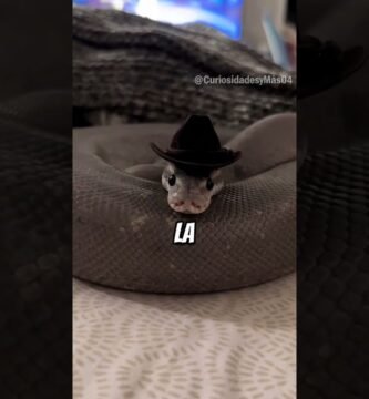 Decoraciones seguras para el hogar de tu reptil para serpientes