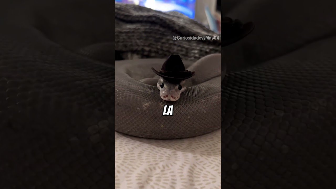 Decoraciones seguras para el hogar de tu reptil para serpientes