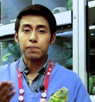 Decoraciones seguras para el hogar de tu reptil recomendado por veterinarios