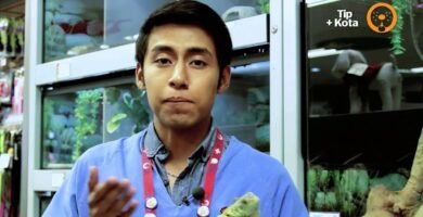 Decoraciones seguras para el hogar de tu reptil recomendado por veterinarios