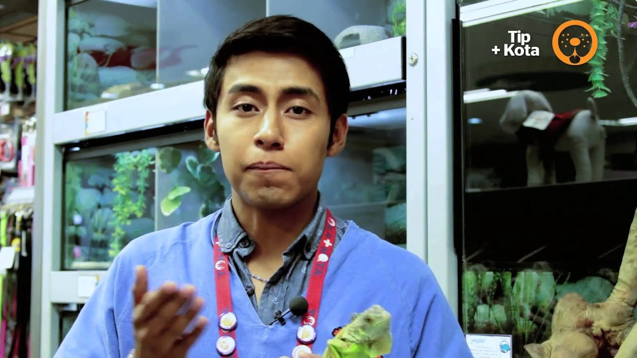 Decoraciones seguras para el hogar de tu reptil recomendado por veterinarios