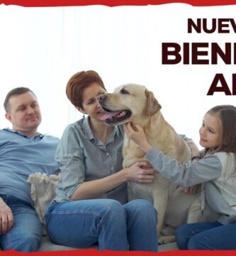 Decoraciones seguras para el hogar de tu reptil según normas de bienestar animal