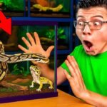 Decoraciones seguras para el hogar de tu reptil sin complicaciones