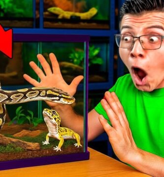 Decoraciones seguras para el hogar de tu reptil sin complicaciones