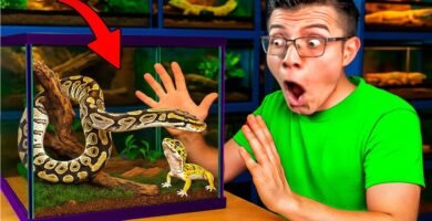 Decoraciones seguras para el hogar de tu reptil sin complicaciones