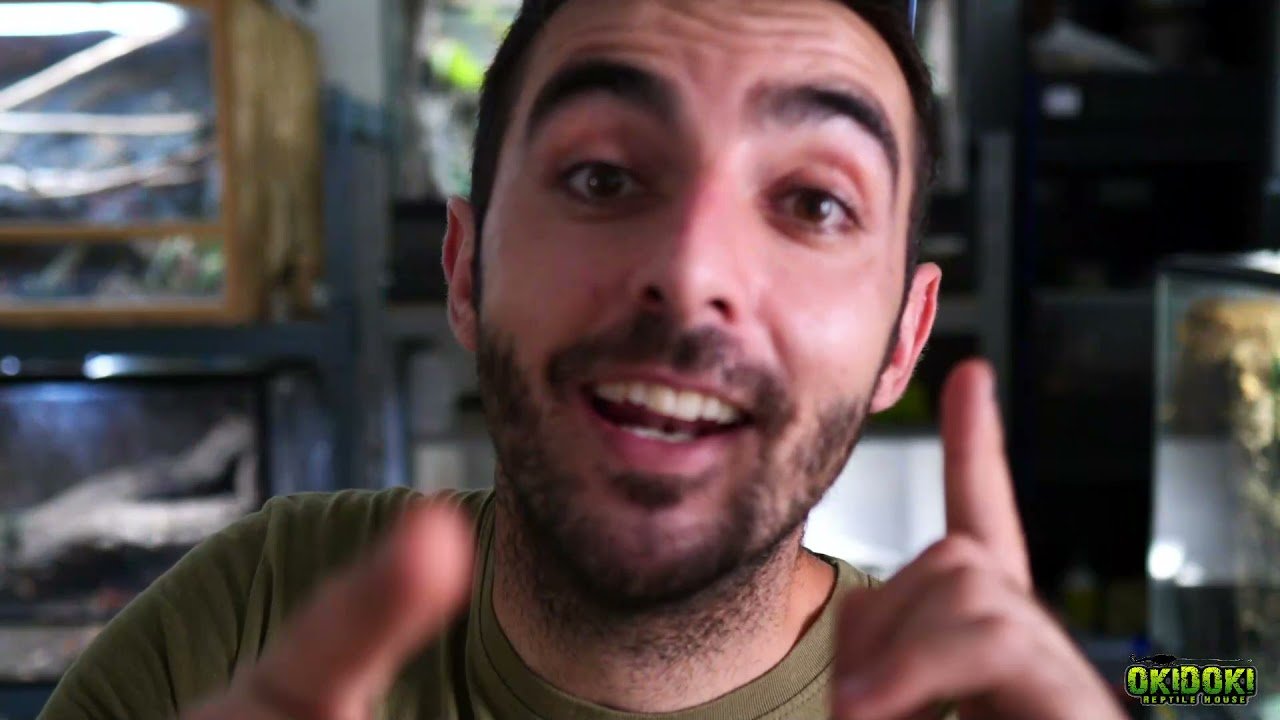 Errores comunes al cuidar un reptil en casa en verano