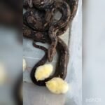 Frecuencia ideal de alimentación en reptiles domésticos en verano