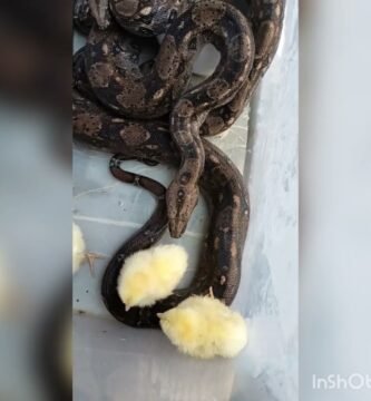 Frecuencia ideal de alimentación en reptiles domésticos en verano