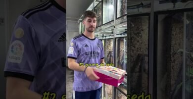 Frecuencia ideal de alimentación en reptiles domésticos recomendada por expertos en reptiles