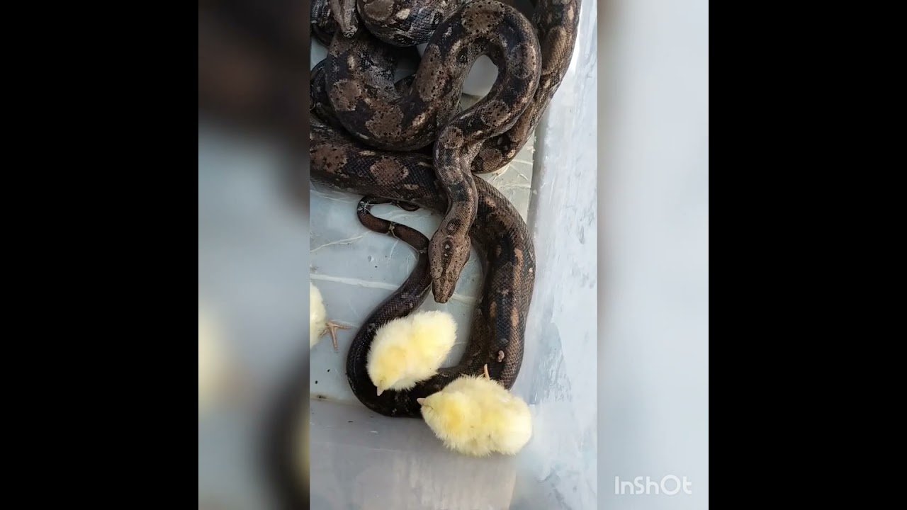 Frecuencia ideal de alimentación en reptiles domésticos según especie