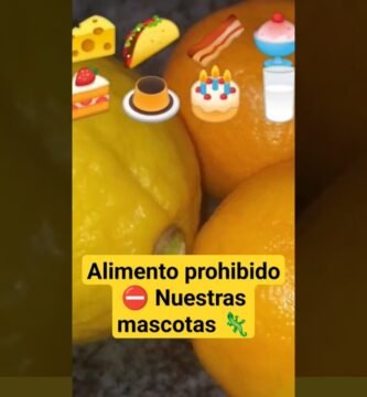 Guía completa para la alimentación saludable de reptiles en departamentos