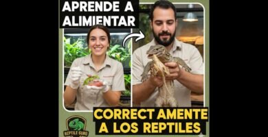 Guía completa para la alimentación saludable de reptiles para principiantes