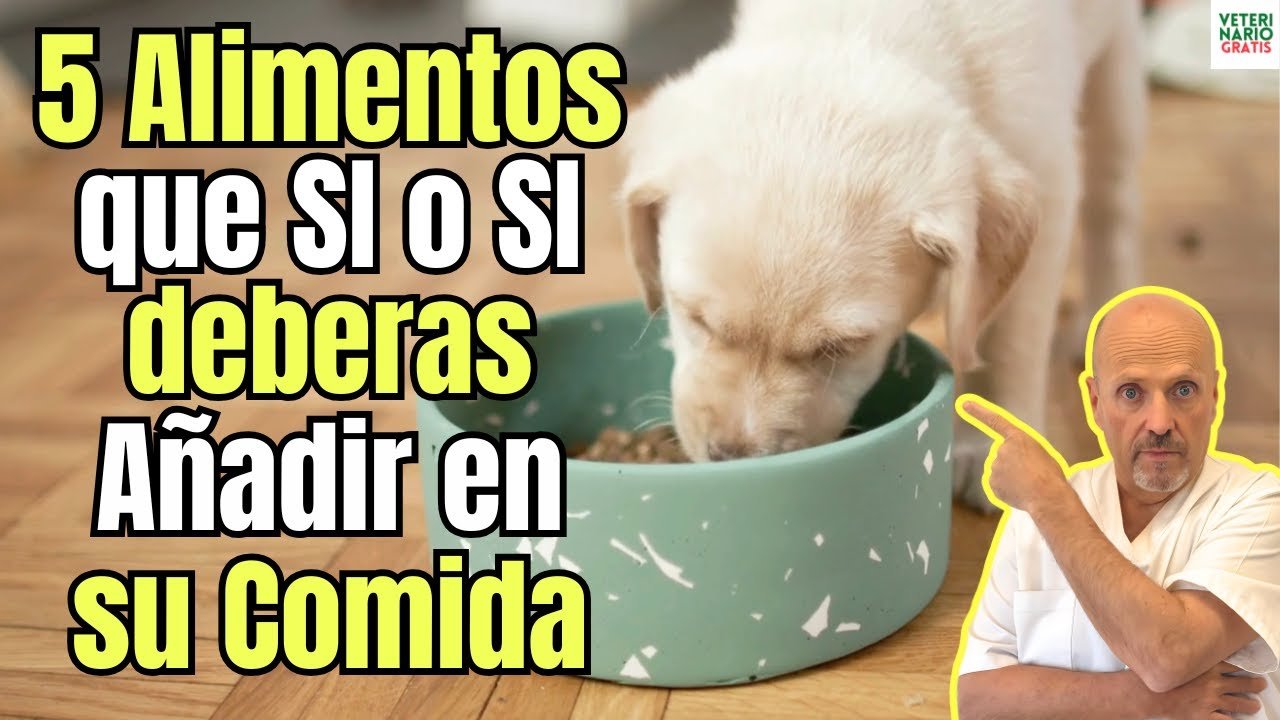 Guía completa para la alimentación saludable de reptiles según veterinarios
