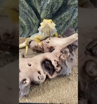 Iluminación recomendada para casas de reptiles en casa adaptadas a reptiles grandes