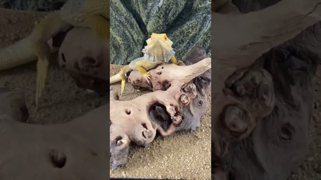Iluminación recomendada para casas de reptiles en casa adaptadas a reptiles grandes