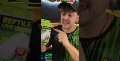 Iluminación recomendada para casas de reptiles en casa para tortugas