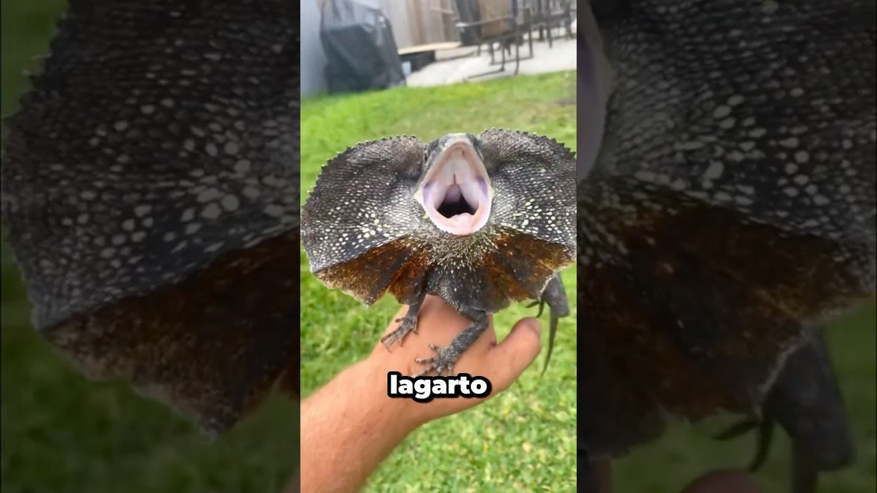 La importancia del comportamiento de caza en reptiles domésticos en época de muda