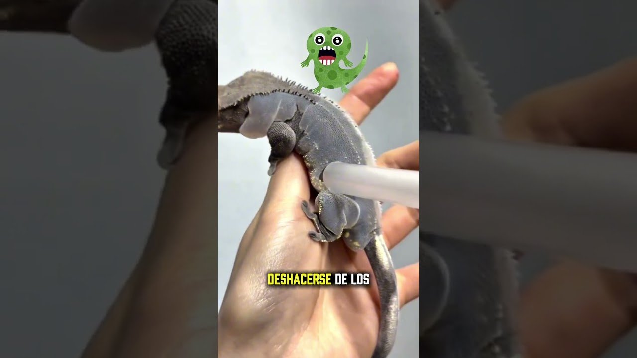 Nutrición para reptiles durante la muda de piel para dueños primerizos