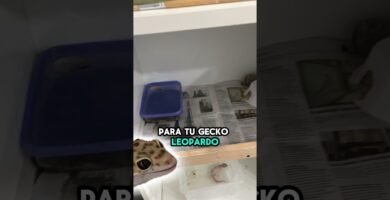Accesorios que no pueden faltar en casas de reptiles en climas húmedos