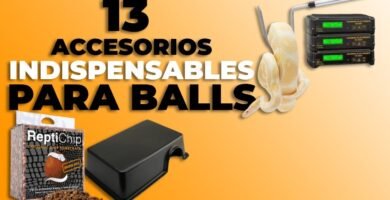 Accesorios que no pueden faltar en casas de reptiles en espacios reducidos
