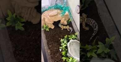 Accesorios que no pueden faltar en casas de reptiles para geckos