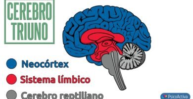 Cómo influye la iluminación en el comportamiento reptiliano en época de muda